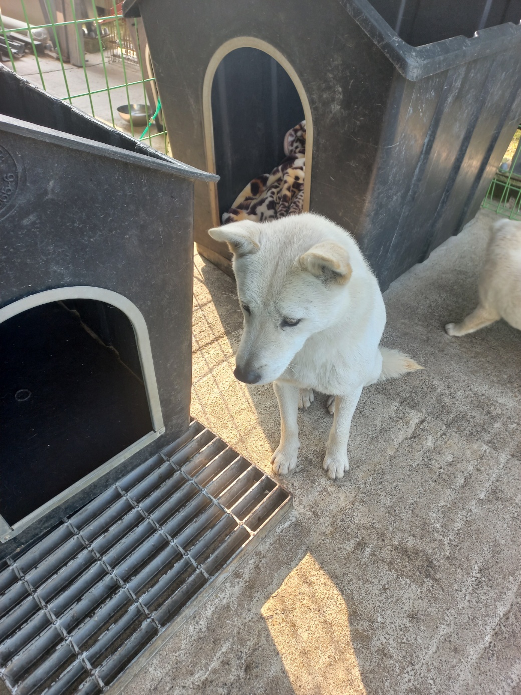 보호중 믹스견의 가…